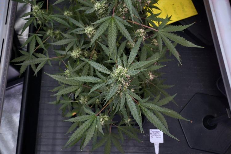 Pheno B Purple CousKush Auto By Zamnesia. Week 9 - Pheno B Purple CousKush Auto