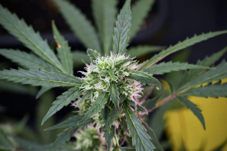 Pheno B Purple CousKush Auto By Zamnesia. Week 9 - Pheno B Purple CousKush Auto