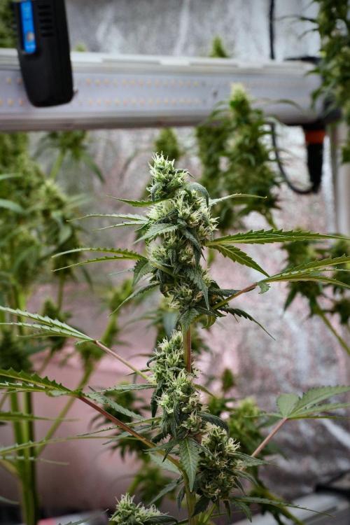 Pheno B Purple CousKush Auto By Zamnesia. Week 9 - Pheno B Purple CousKush Auto