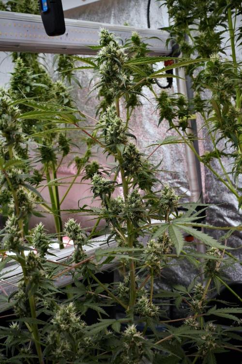 Pheno B Purple CousKush Auto By Zamnesia. Week 9 - Pheno B Purple CousKush Auto