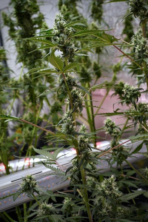 Pheno B Purple CousKush Auto By Zamnesia. Week 9 - Pheno B Purple CousKush Auto
