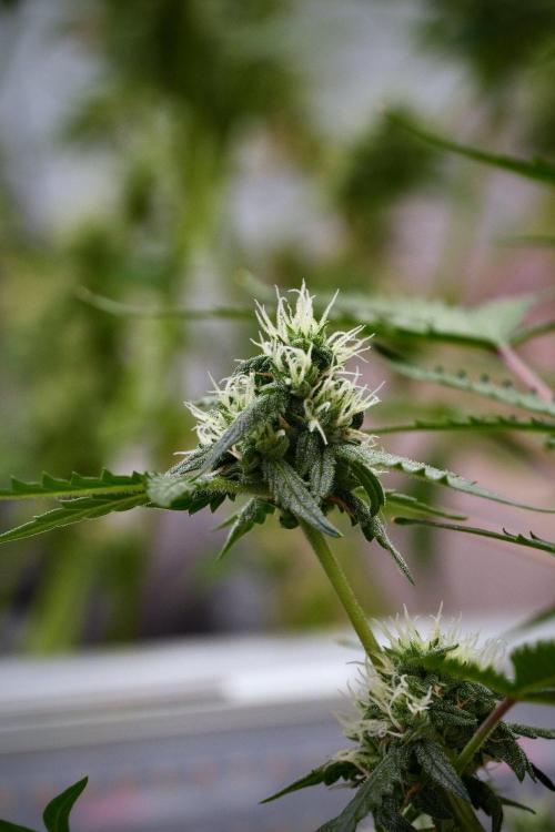 Pheno B Purple CousKush Auto By Zamnesia. Week 9 - Pheno B Purple CousKush Auto