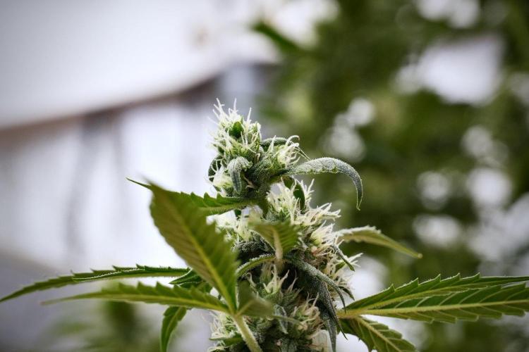 Pheno B Purple CousKush Auto By Zamnesia. Week 9 - Pheno B Purple CousKush Auto