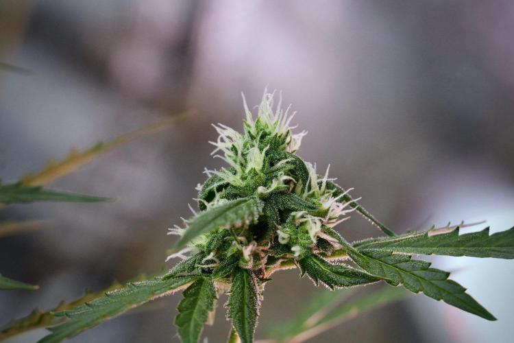 Pheno B Purple CousKush Auto By Zamnesia. Week 9 - Pheno B Purple CousKush Auto
