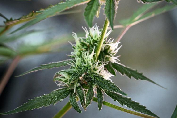 Pheno B Purple CousKush Auto By Zamnesia. Week 9 - Pheno B Purple CousKush Auto