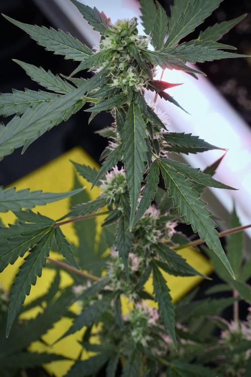Pheno B Purple CousKush Auto By Zamnesia. Week 9 - Pheno B Purple CousKush Auto