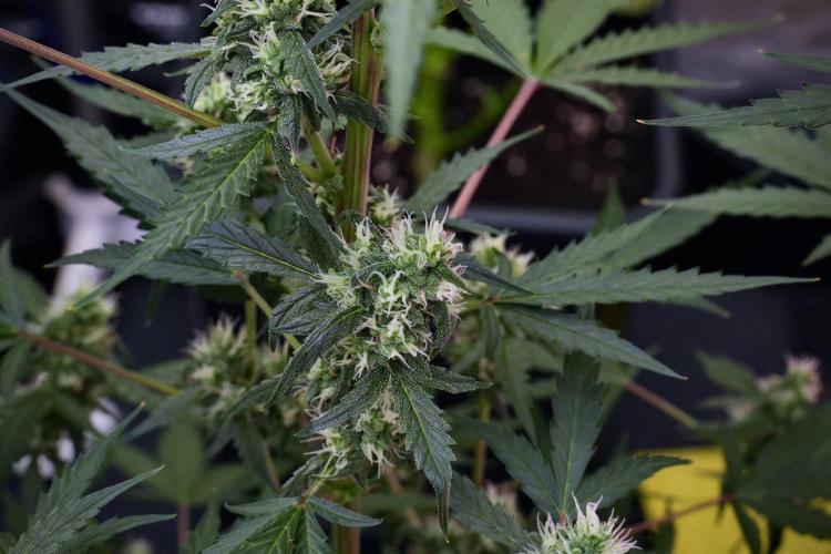 Pheno B Purple CousKush Auto By Zamnesia. Week 9 - Pheno B Purple CousKush Auto