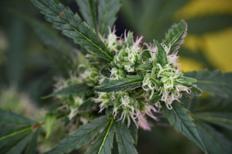 Pheno B Purple CousKush Auto By Zamnesia. Week 9 - Pheno B Purple CousKush Auto