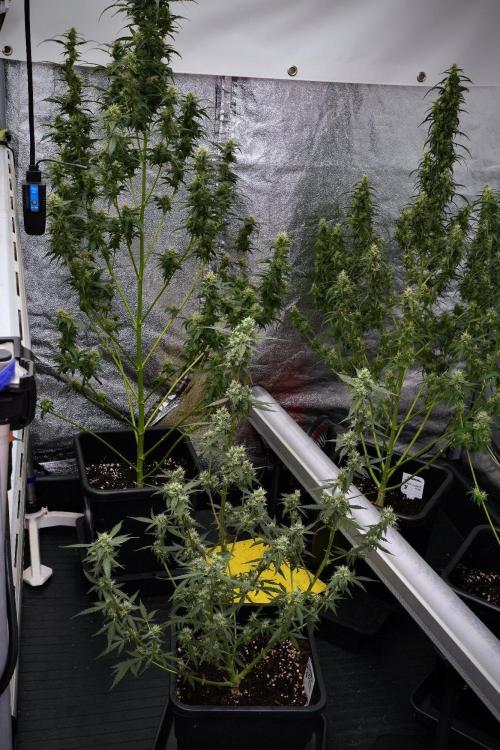 Pheno B Purple CousKush Auto By Zamnesia. Week 9 - Pheno B Purple CousKush Auto