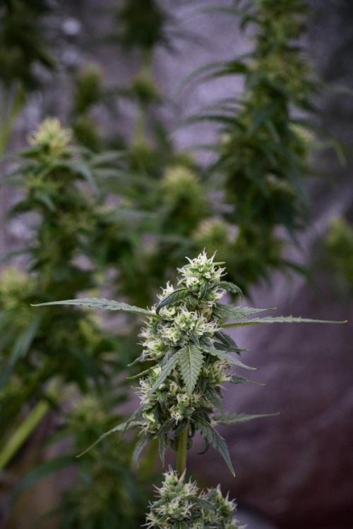Pheno B Purple CousKush Auto By Zamnesia. Week 9 - Pheno B Purple CousKush Auto