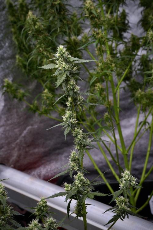Pheno B Purple CousKush Auto By Zamnesia. Week 9 - Pheno B Purple CousKush Auto