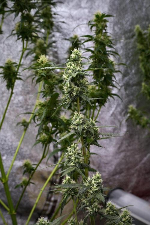 Pheno B Purple CousKush Auto By Zamnesia. Week 9 - Pheno B Purple CousKush Auto