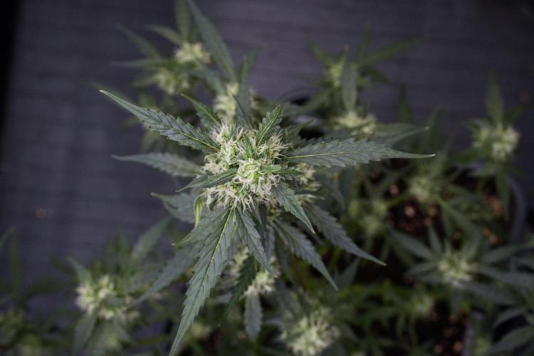 Pheno B Purple CousKush Auto By Zamnesia. Week 9 - Pheno B Purple CousKush Auto