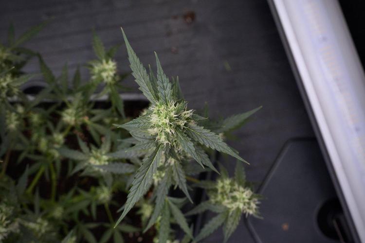 Pheno B Purple CousKush Auto By Zamnesia. Week 9 - Pheno B Purple CousKush Auto