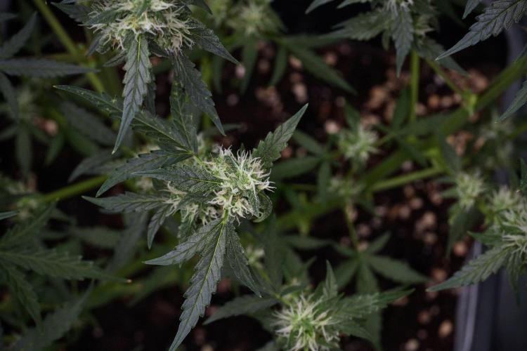 Pheno B Purple CousKush Auto By Zamnesia. Week 9 - Pheno B Purple CousKush Auto