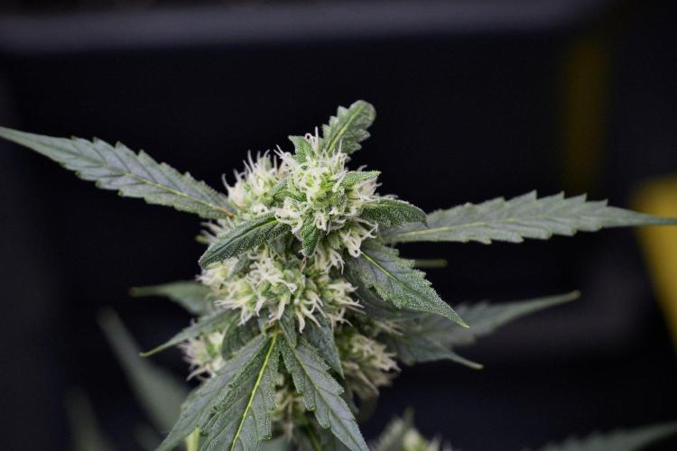 Pheno B Purple CousKush Auto By Zamnesia. Week 9 - Pheno B Purple CousKush Auto