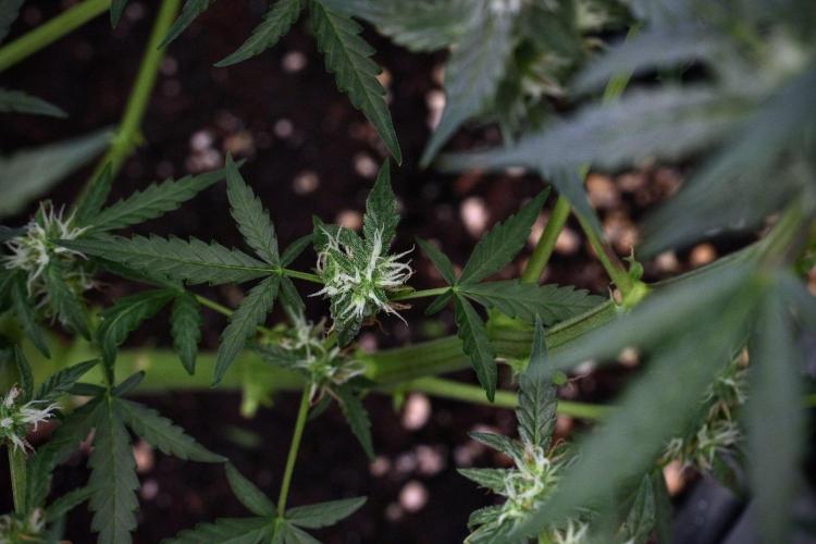 Pheno B Purple CousKush Auto By Zamnesia. Week 9 - Pheno B Purple CousKush Auto