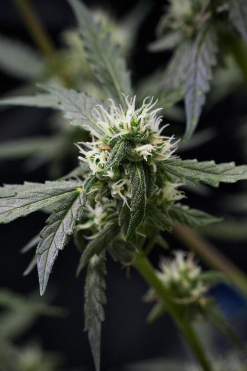 Pheno B Purple CousKush Auto By Zamnesia. Week 9 - Pheno B Purple CousKush Auto