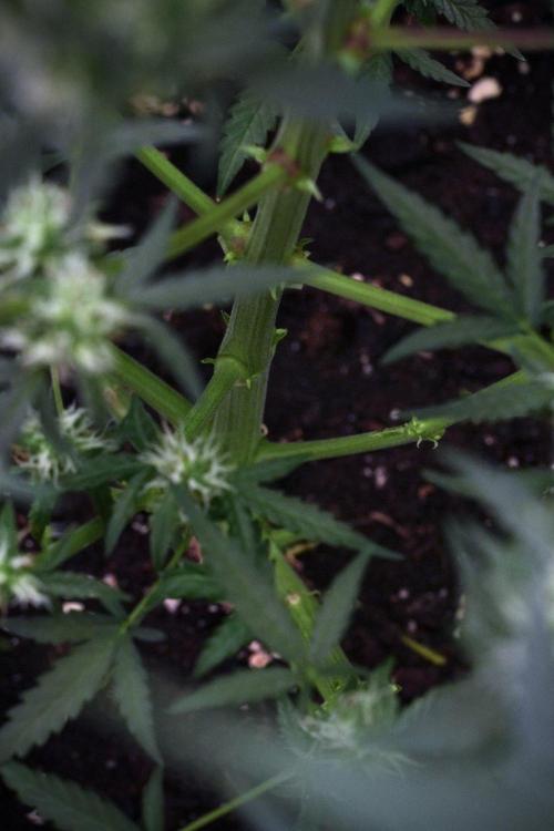 Pheno B Purple CousKush Auto By Zamnesia. Week 9 - Pheno B Purple CousKush Auto