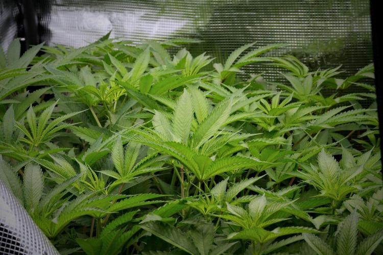 Blue Waffle F1 Zamnesia Pheno A. Week 8 - The Room and the Vibes 