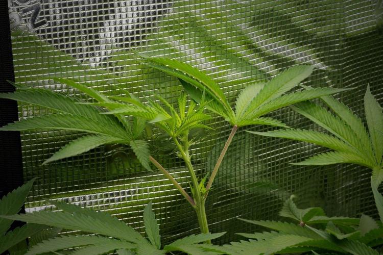 Blue Waffle F1 Zamnesia Pheno A. Week 8 - The Room and the Vibes 