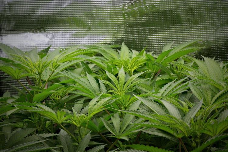 Blue Waffle F1 Zamnesia Pheno A. Week 8 - The Room and the Vibes 