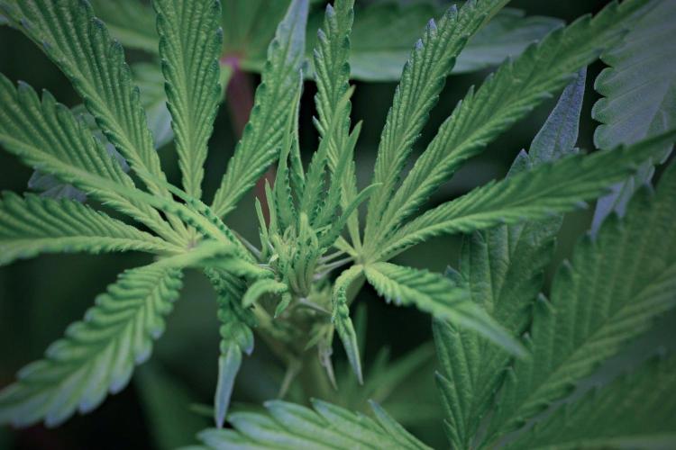 Blue Waffle F1 Zamnesia Pheno A. Week 8 - The Room and the Vibes 