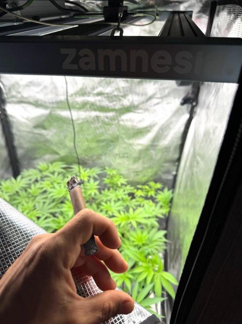 Blue Waffle F1 Zamnesia Pheno A. Week 8 - The Room and the Vibes 