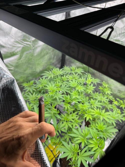Blue Waffle F1 Zamnesia Pheno A. Week 8 - The Room and the Vibes 
