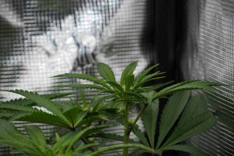 Blue Waffle F1 Zamnesia Pheno A. Week 8 - Growing super fast 