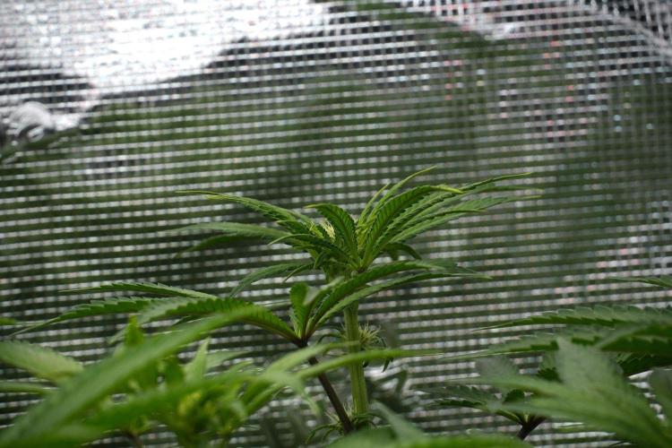 Blue Waffle F1 Zamnesia Pheno A. Week 8 - Growing super fast 