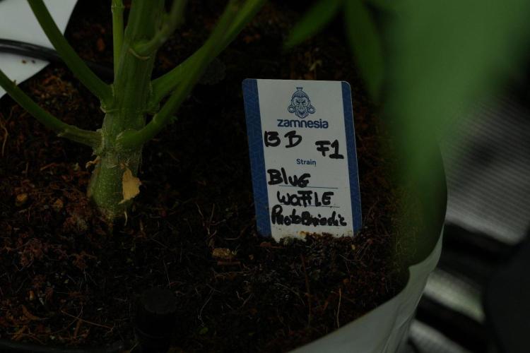 Pheno B Blue Waffle  F1 Zamnesia. Week 8 - Blue waffle Plant B