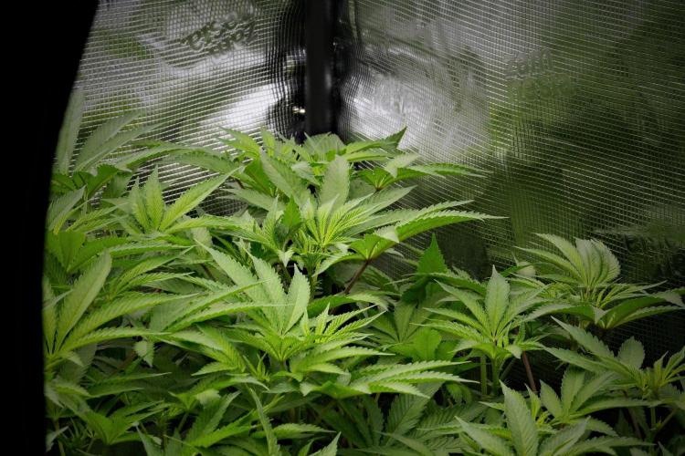 Pheno B Blue Waffle  F1 Zamnesia. Week 8 - room and vibes 