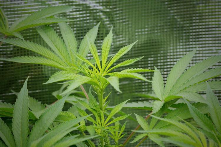Pheno B Blue Waffle  F1 Zamnesia. Week 8 - room and vibes 