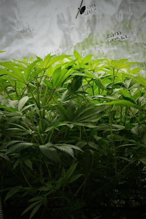 Pheno B Blue Waffle  F1 Zamnesia. Week 8 - Blue waffle Plant B