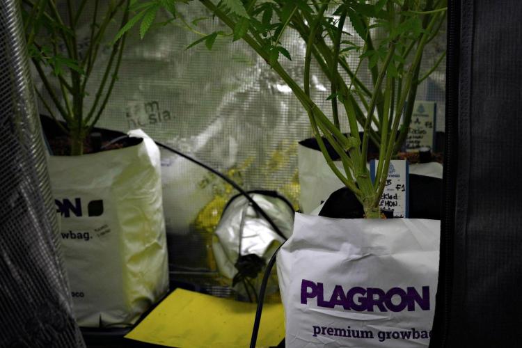 Pheno B Blue Waffle  F1 Zamnesia. Week 8 - under