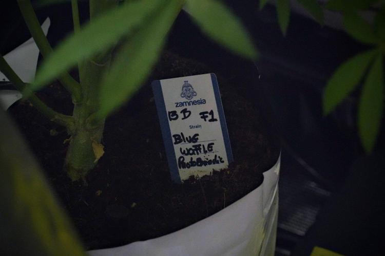 Pheno B Blue Waffle  F1 Zamnesia. Week 8 - Blue waffle Plant B