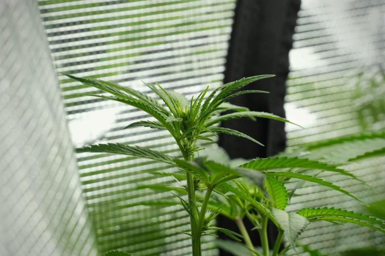 Pheno B Blue Waffle  F1 Zamnesia. Week 8 - Blue waffle Plant B