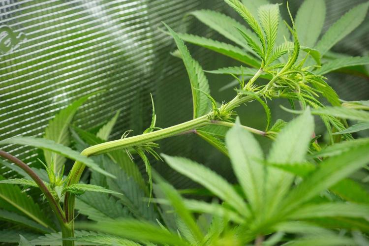 Pheno B Blue Waffle  F1 Zamnesia. Week 8 - Blue waffle Plant B