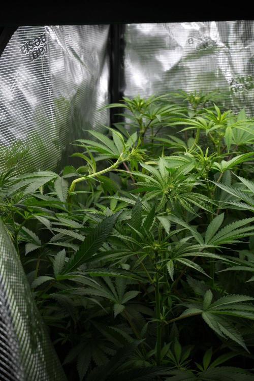 Pheno B Blue Waffle  F1 Zamnesia. Week 8 - Blue waffle Plant B