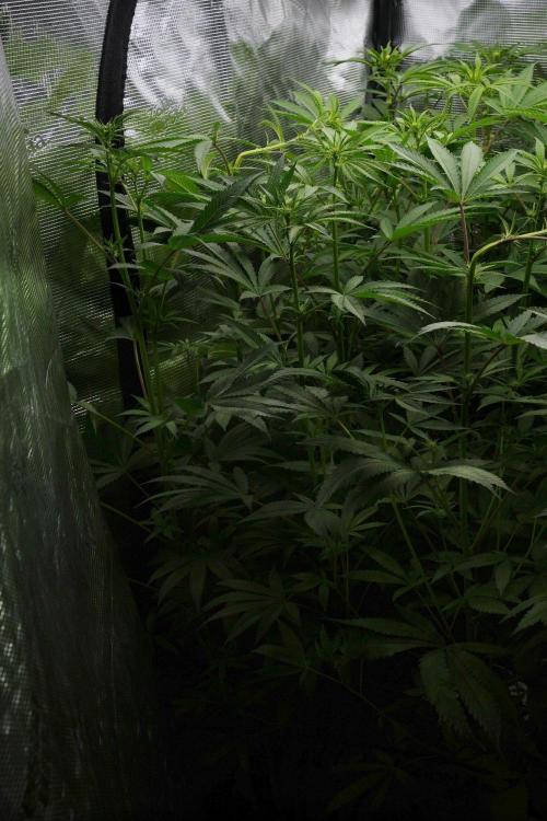 Pheno B Blue Waffle  F1 Zamnesia. Week 8 - Blue waffle Plant B