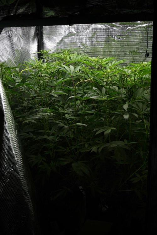 Pheno B Blue Waffle  F1 Zamnesia. Week 8 - Blue waffle Plant B
