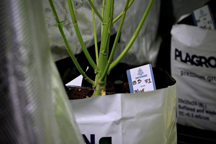 Pheno B Blue Waffle  F1 Zamnesia. Week 8 - video updates 