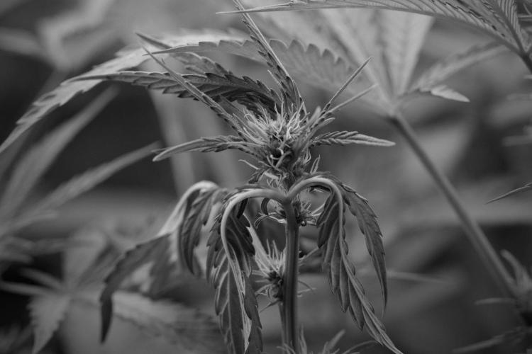 Pickle Lemon Haze F1 Zamnesia Pheno A. Week 8 - Pickle Lemon Haze F1 Pheno A