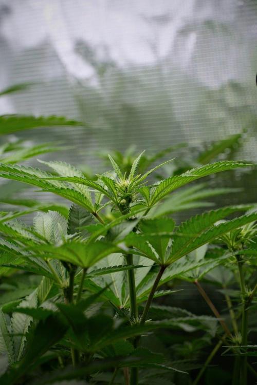 Pickle Lemon Haze F1 Zamnesia Pheno A. Week 8 - Pickle Lemon Haze F1 Pheno A