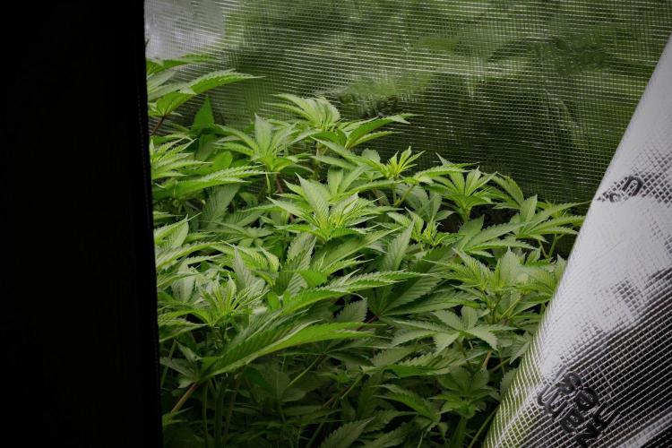 Pickle Lemon Haze F1 Zamnesia Pheno A. Week 8 - Room and vibes 