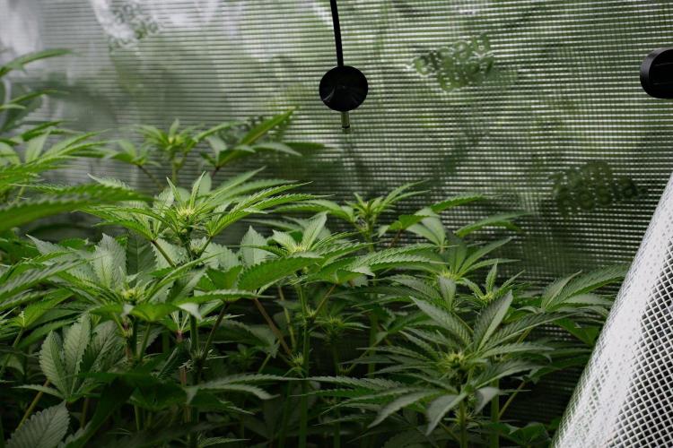 Pheno B Pickle Lemon Haze F1 Zamnesia. Week 8 - Pheno B Pickle Lemon Haze F1