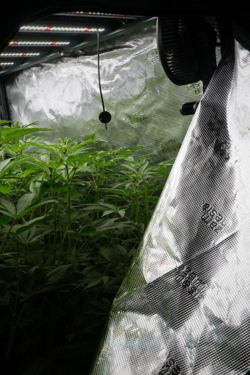 Pheno B Pickle Lemon Haze F1 Zamnesia. Week 8 - Pheno B Pickle Lemon Haze F1
