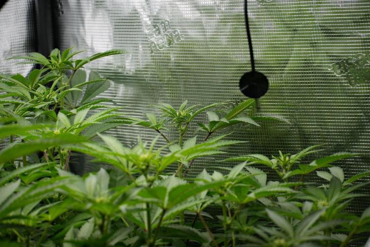 Pheno B Pickle Lemon Haze F1 Zamnesia. Week 8 - Pheno B Pickle Lemon Haze F1