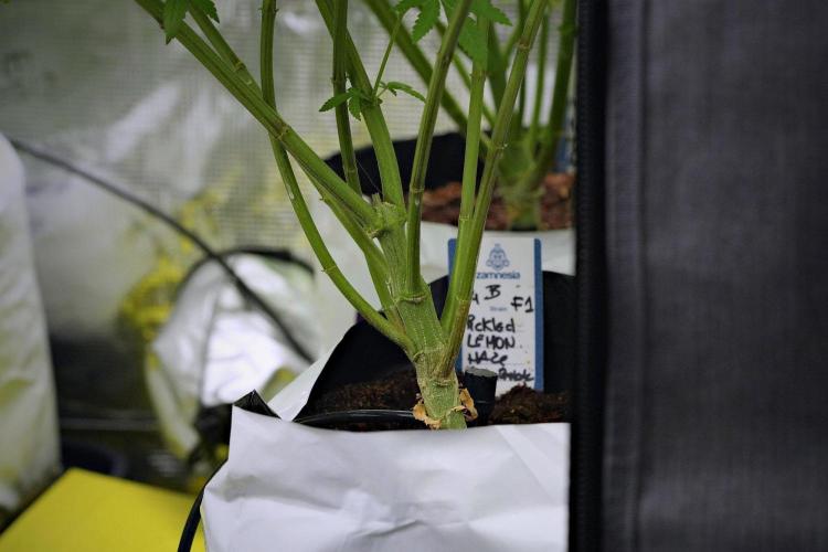 Pheno B Pickle Lemon Haze F1 Zamnesia. Week 8 - Pheno B Pickle Lemon Haze F1